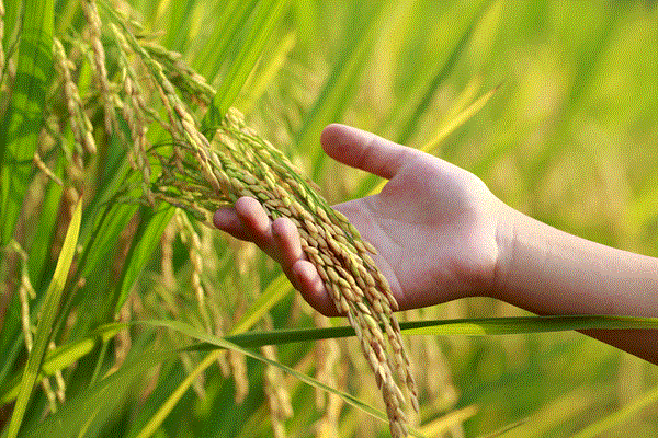 國際水稻研究所推出監控及預防水稻白葉枯病爆發的工具