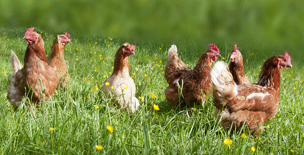 歐洲動物保護組織呼籲提高養殖雞標準