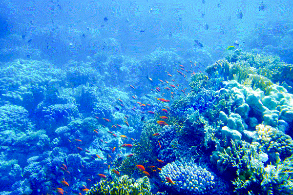 海洋酸化可能為某些魚類帶來正向影響