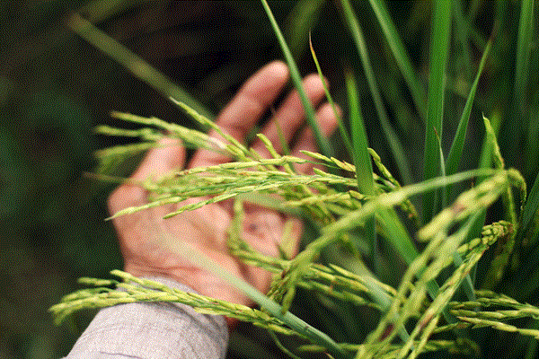 奈米材料可減少水稻中的鉛移動