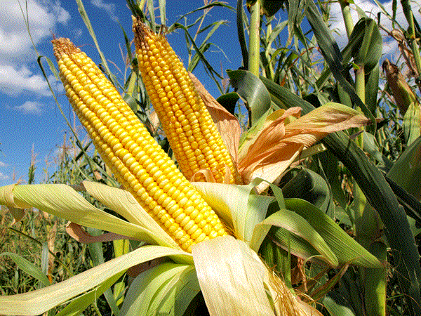 高蛋白質玉米也能抵抗雜草寄生，穩定糧食安全