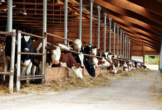 高營養濃度的飲食會影響牛的肝臟健康