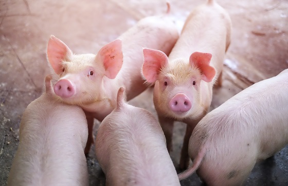 自動化3D攝影幫助及早發現豬咬尾