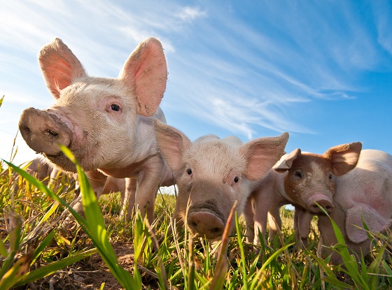 新興基因編輯技術使豬隻免於藍耳病之苦