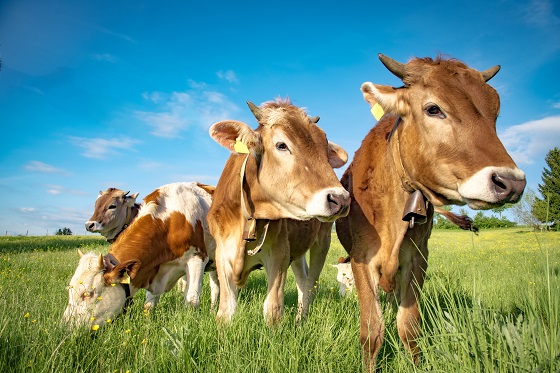 研究牛瘤胃之微生物能幫助提升肉類與乳製品產量