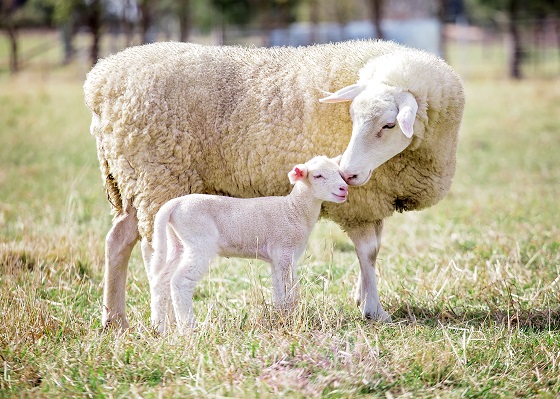 數位化綿羊育種新技術