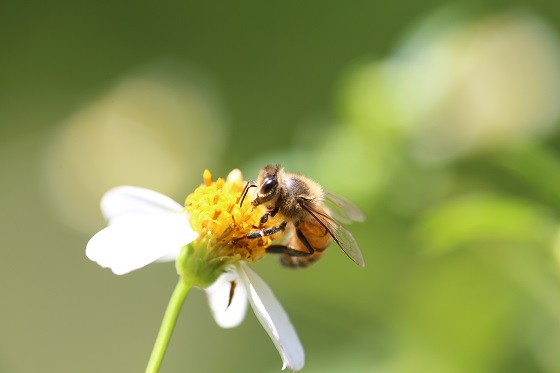 城市對蜜蜂保護的重要性