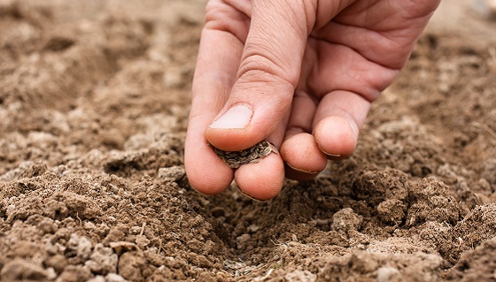 最新的研究揭露RNAi類農藥殘留在土壤內之降解機制