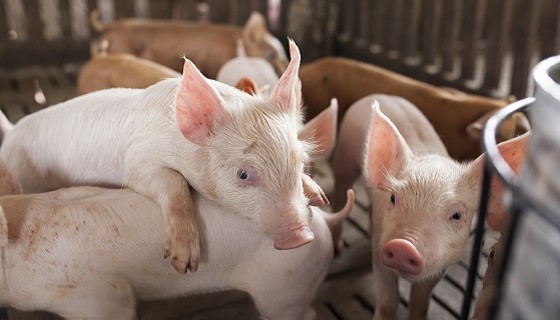 巴布紐幾內亞的豬農已成功運用區塊鏈技術進行溯源管理