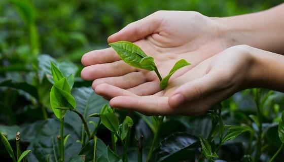 全球首創茶香氣捕捉技術　製茶過程順便製成茶香露