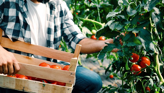 藉泛基因組研究找回番茄原有風味