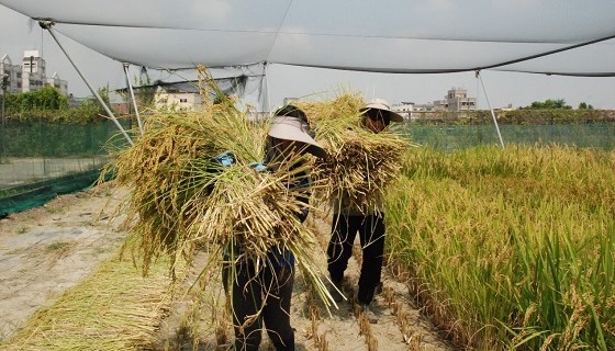 吃白米別怕血糖升高！水稻專家找出低升糖水稻品系