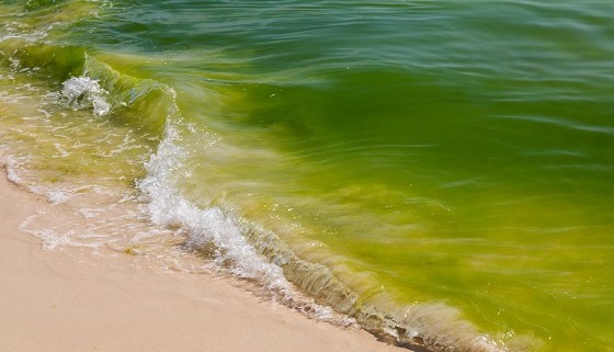 以衛星遙測技術即時監控水域中有害藻華現象