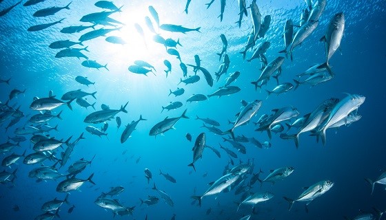 海水暖化氧氣減少　民生魚恐滅絕