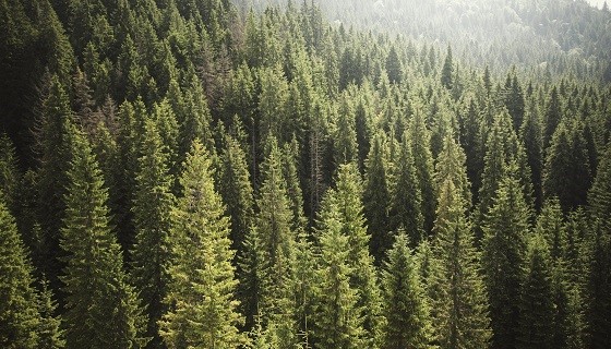 最新研究顯示全木收穫的伐採作業模式不影響林業永續利用