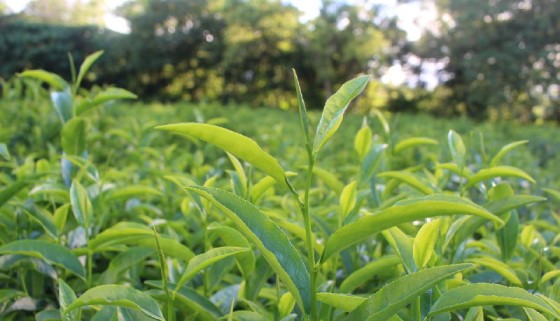 冰河遺產現身！臺灣原生茶樹「臺茶24號」明年底推廣種植