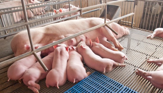 【循環】最新研發的養豬廢水處理設施可有效地減少溫室氣體的排放