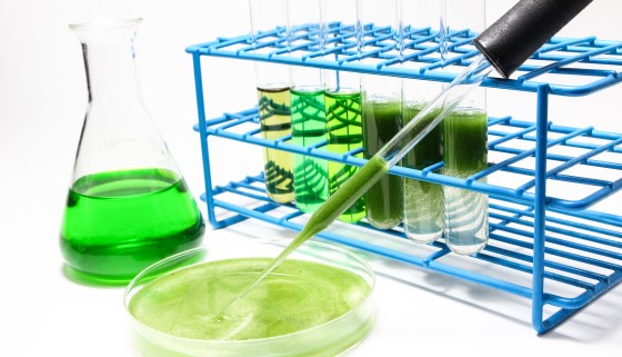 科學家找出微藻生合成生質燃料前驅物的關鍵蛋白