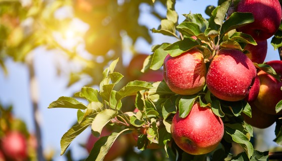 研究指出以機器代替人工採收蘋果是符合經濟效益的做法