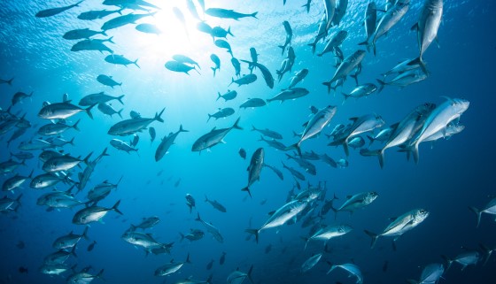最新研究發現專食性魚種較易受氣候變遷的影響而引發受脅危機