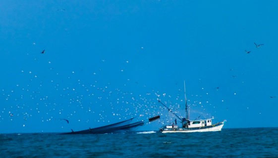 導入新科技對漁業發展帶來的利弊得失