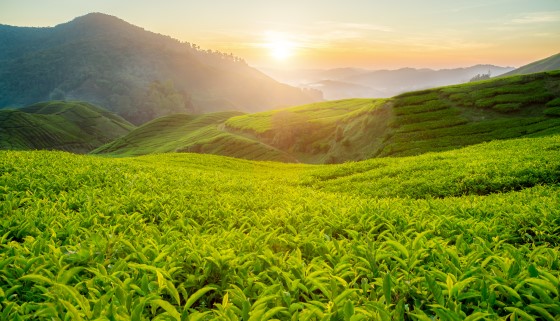 邁向臺灣茶產業3.0之轉型契機與發展芻議