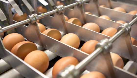 研發檢測雞蛋芬普尼農藥殘留的新型檢測法