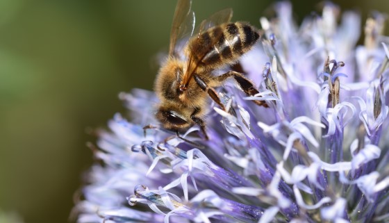 蜜蜂們的集群智慧