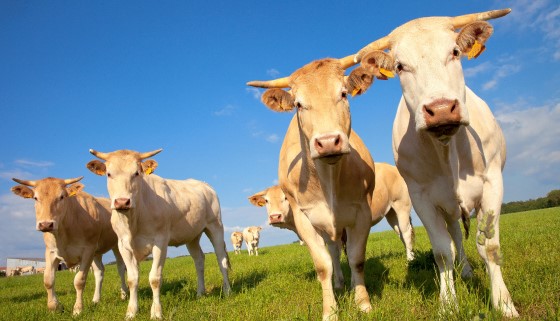 新型態牛結核卡介苗的研製可望預防牛結核病感染與傳播危機