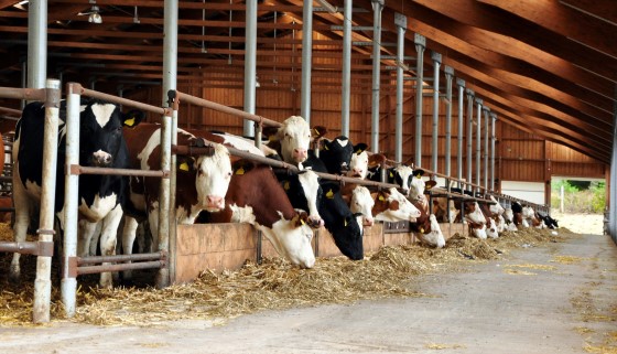 黏土作為乳牛飼料添加物的利用潛力