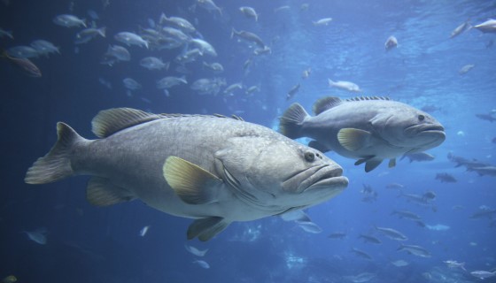 eDNA能擴大海洋物種的監測調查範圍