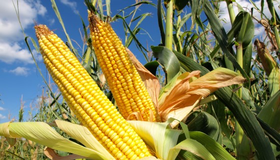 新的人工智慧演算法可以更好地預測玉米產量