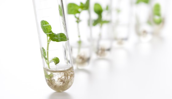 化學家開發出促使植物生長之有機活性物質