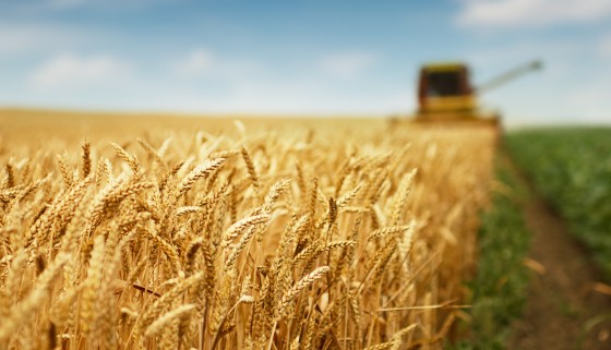 電腦斷層掃描能檢驗小麥麥粒的抗逆境承受力