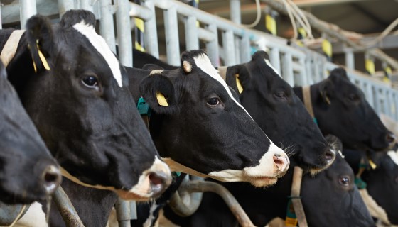 【減量】餵食飼料補充劑可減少產奶乳牛腸胃內的甲烷排放量約25％