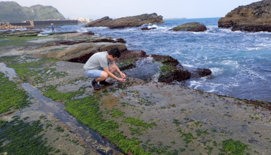 魚粉替代原料開發 頂絲藻潛力大創造循環經濟模式