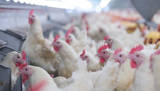 餵食花生飼料可提高肉雞中不飽和脂肪酸含量