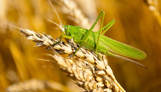 科學家借助科學技術來預防第二批沙漠蝗蟲過境
