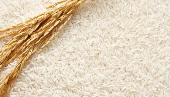 日本最新水稻品種有助農民預先確定收穫時間