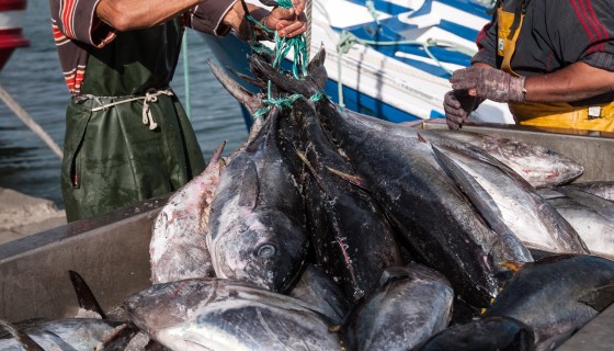 泰國聯盟致力於鮪魚的永續性發展