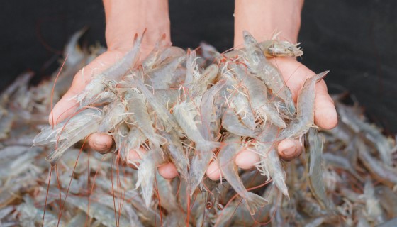 越南蝦的出口值預計2025年達到100億美元
