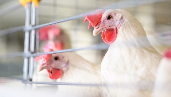 智慧攝影機的使用有助於確保肉雞維持健康活躍