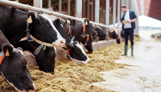 研究人員正在進行乳腺炎測試的相關研究，可望為牛奶生產商節省數百萬美元
