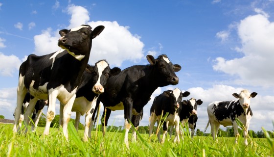 自動擠奶機器人的使用有助於乳牛繁殖時的育種選擇