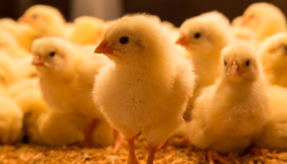 精密生物製劑：減少家畜抗生素使用的關鍵？
