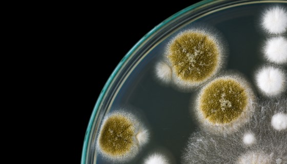 科學家新合成了一種新型殺真菌農藥