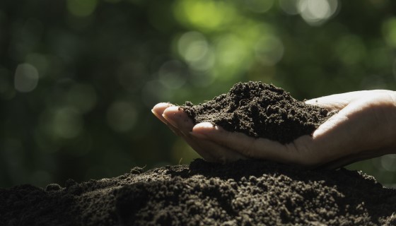 土壤微生物如何幫助植物抵抗疾病