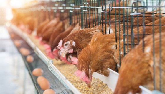 健全雞蛋產銷體系之精進策略—談建立雞蛋集貨中心經營模式