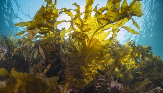【減量】海洋中的大型海藻養殖場將成為未來生質燃料的來源之一
