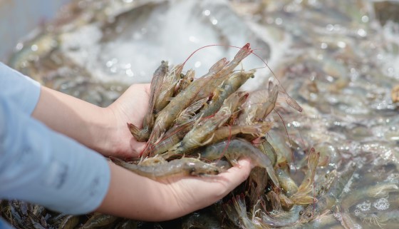 新飼料配方對於蝦類早期死亡綜合症有重大突破